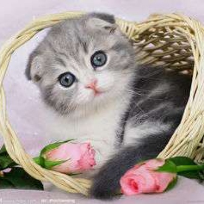 可爱猫咪头像图，喜欢带走哦！！