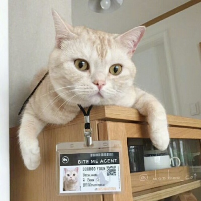 苏瓷:可爱宠物头像（猫咪 微信 可爱 原宿 宠物 ）