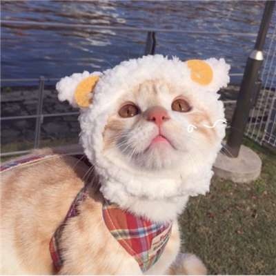 可爱猫猫/头像