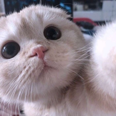 宋知意/无水印萌宠头像  可可爱爱没有脑袋