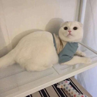 苏瓷:可爱宠物头像（微信 卡哇伊 可爱 个性 猫咪）