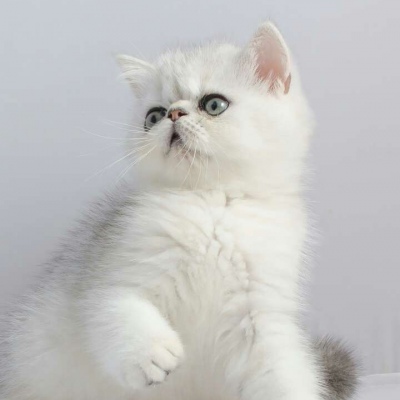 大家一起来吸猫～（喵）