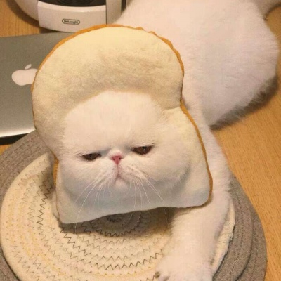 江辞逸/奇奇怪怪/动物