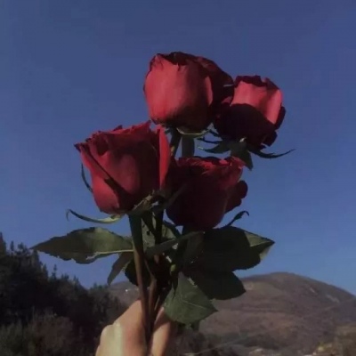 玫瑰背景图 “你百般算计地错过我，到底是为了一个谁”