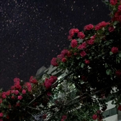 沈倦/白日春不渡 黑夜万梦星