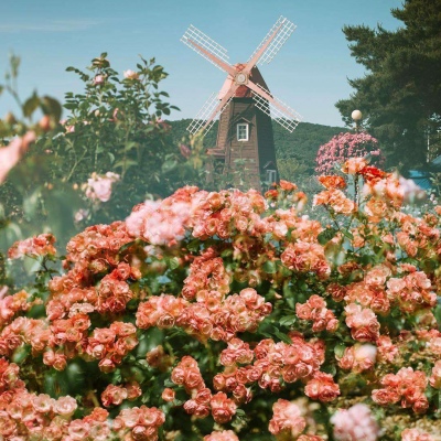 唯美小清新风景图片 唯美花朵