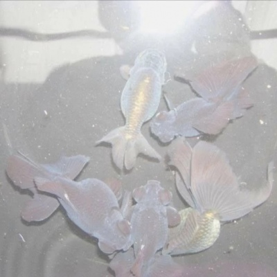 馨子. 高清背景图