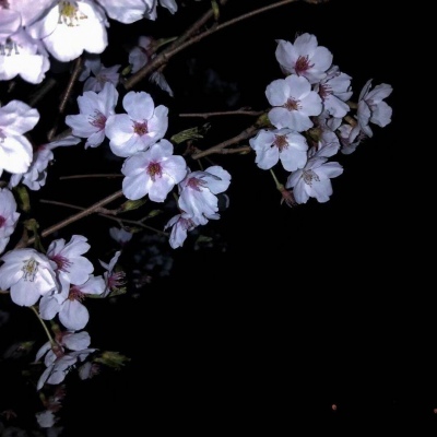 林川洛:背景图／风景／花草／意境／装饰／可爱