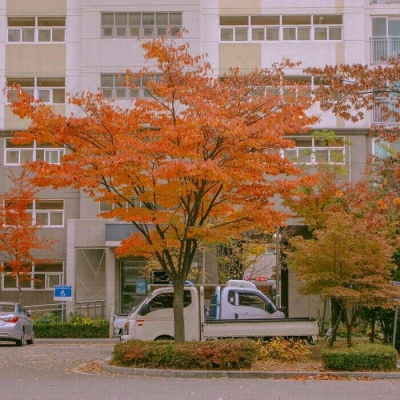 白奕泽:风景静物头像/唯美/火红枫叶/万世浮沉 你是人间归途