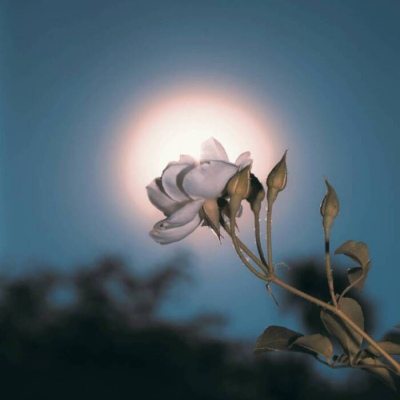 白灏宇:风景静物头像/唯美/花朵/前朝往事，如烟似雾