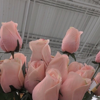 白灏宇:风景静物头像/唯美/可爱/花朵/万世浮沉 你是人间归途