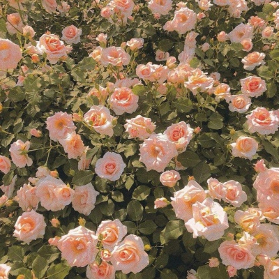 对这样的图毫无抵抗力