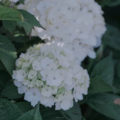 江奕/绿色原宿风干净背景图/远方也许才算值得.