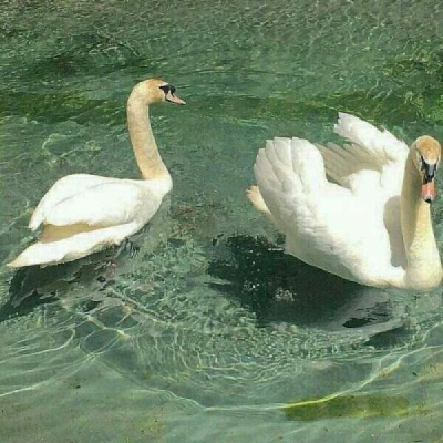 江孑 绿色系清新养眼背景图