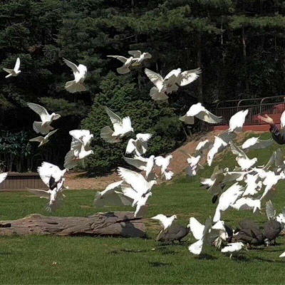 顾谙 绿色护眼清新原宿风背景图