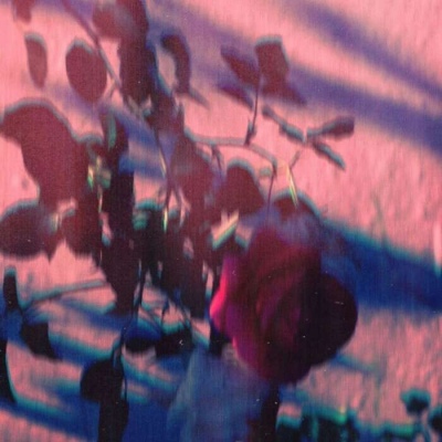 风景静物头像/花很美