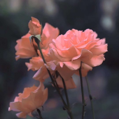 祁安辞：唯美花卉背景图/你像夏天只爱自己，我却等你一个四季