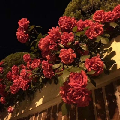 皆甜:红色背景图/我好想采一朵那粉红的云彩，把你放在上面推来推去