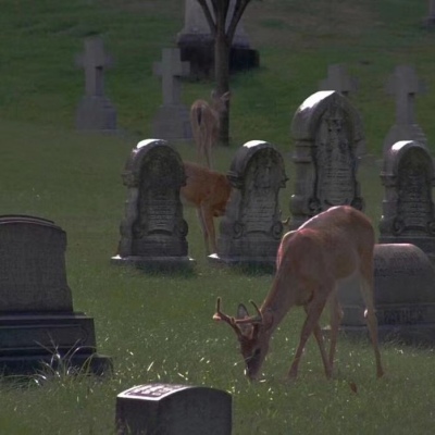 陈情｜绿色背景图 图源dt