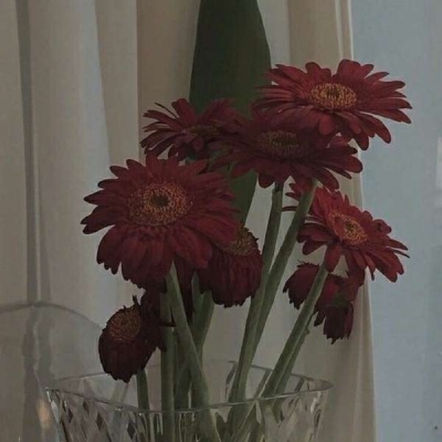 客桥:ins风格简约复古风景静物头像