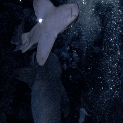 于泽 海洋世界蓝色意境唯美背景图