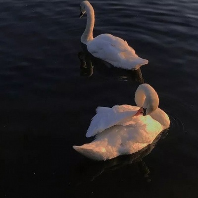 林弦 唯美意境白天鹅风景背景图