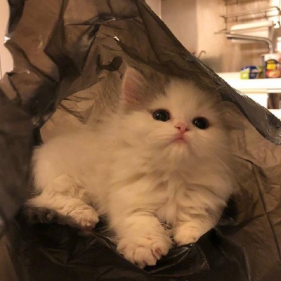 苏瓷:可爱宠物头像/猫咪