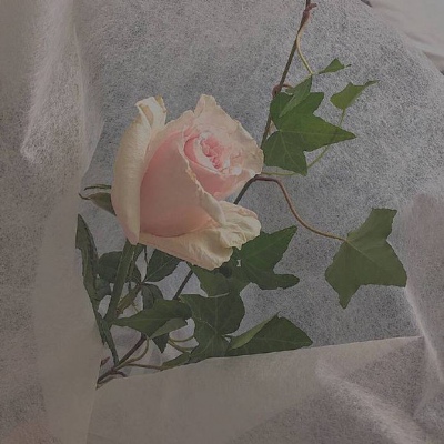 陈情｜ins治愈系花朵，愿我们都会在各自喜欢的事情里，变得可爱.