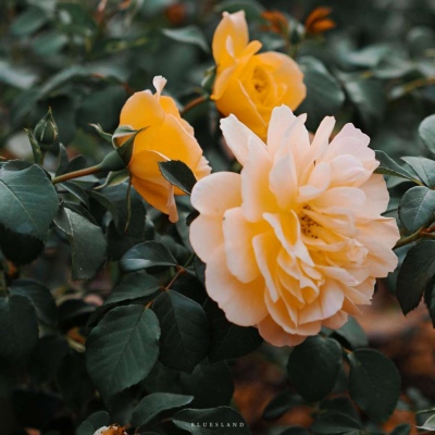 江淮：复古风黄色花朵背景图/她与她的玫瑰