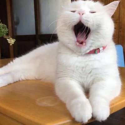 冷澈:可爱猫咪想睡觉打哈欠图片/lzw/bykxxn