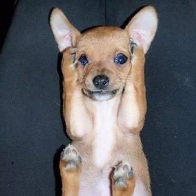 宠物沙雕头像????