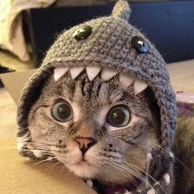 寻欢/2025猫头像/可爱qaq