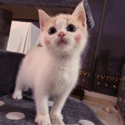 允言：超级可爱的小喵咪集（爱猫人士福利）