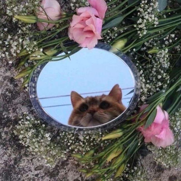 搞怪可爱的猫咪头像