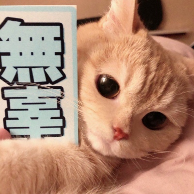 千鹤/拿牌猫头/不要因为一人放弃爱与被爱