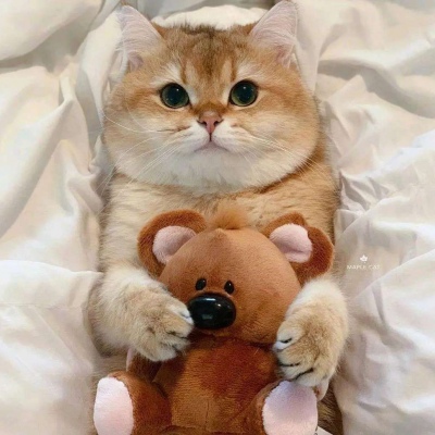 千鹤/今天也要做一只精致的喵喵