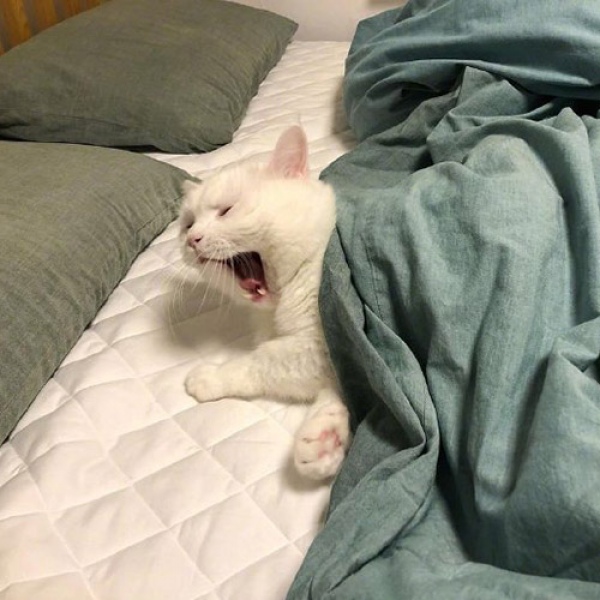 苏瓷:动物头像（可爱 猫咪 白色 物种 宠物）