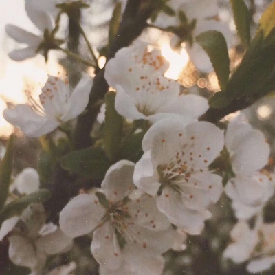 繁杂  唯美文字系列࿄    他说彼方尚有荣光在。