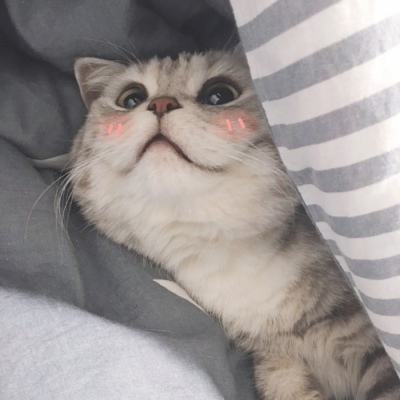 猫咪/动物   你脖子真可爱 上面顶个猪脑袋