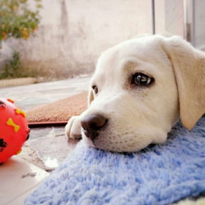 星星虽多,但月亮只有一个