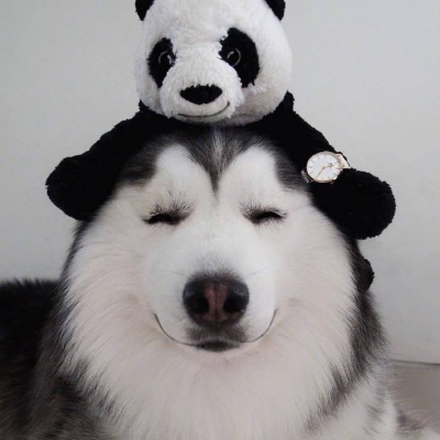 林弦：可爱狗狗微信头像