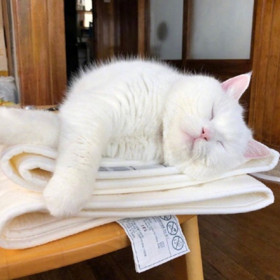 沈曦:可爱猫咪微信头像