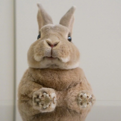 可爱小兔子头像/可可爱爱兔子鸭。