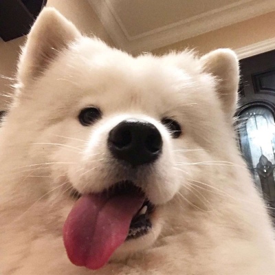 寻欢2025优质可爱狗狗头像/希望合适，能和喜欢撞个满怀