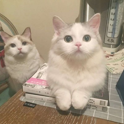 猫咪头像/吸猫时间到 注意不要被萌倒噢