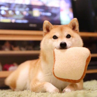 超级大暖男——柴犬先生鸭～:)