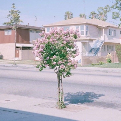 辞桉:唯美花朵粉色/做我所喜愿我如星