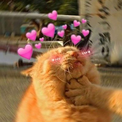 动物情头：留下来，或者我跟你走