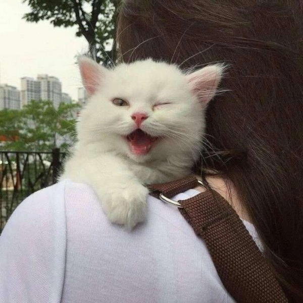 可爱/搞笑/萌宠头像/萌宠 点赞暴富