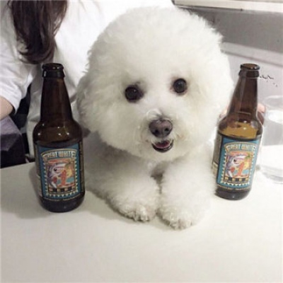 沈曦：可爱狗狗微信头像